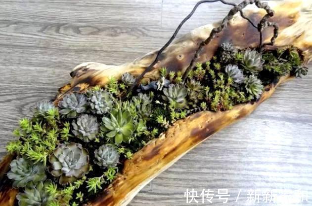 营养土|10块钱买了一堆不知名的多肉,回家这样搭配起来,30天大变样