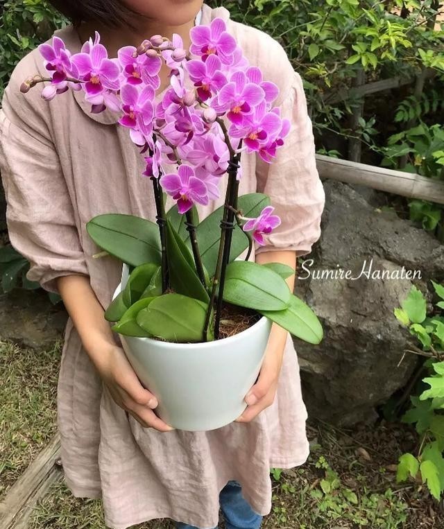 花旦|如何挑选年宵“花旦”蝴蝶兰?教你4个实用小技巧,一学就会