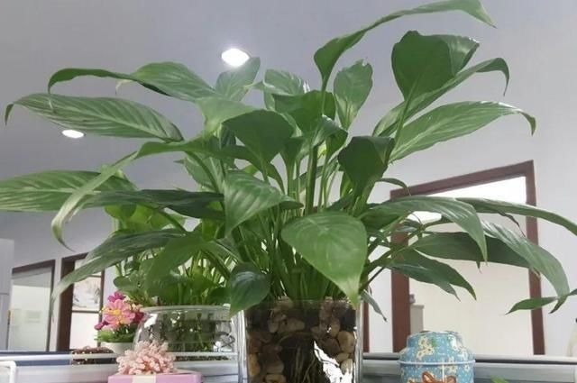 6种花一天不浇水,叶子就耷拉,缺水3天就死翘