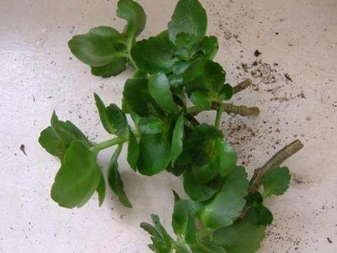 教你这样“扦插”长寿花，学会这些小技巧，一个叶片就成长成一盆