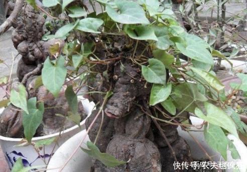 灵芝|生长在屋脚处,常被人忽视,却是“四大仙草”之一,和灵芝齐名