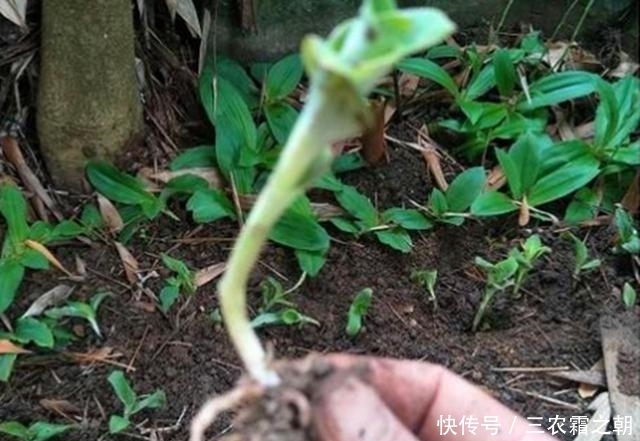 肾草|农村这种野草，根部和人参可相提并论，但是很多人把它当野草除掉