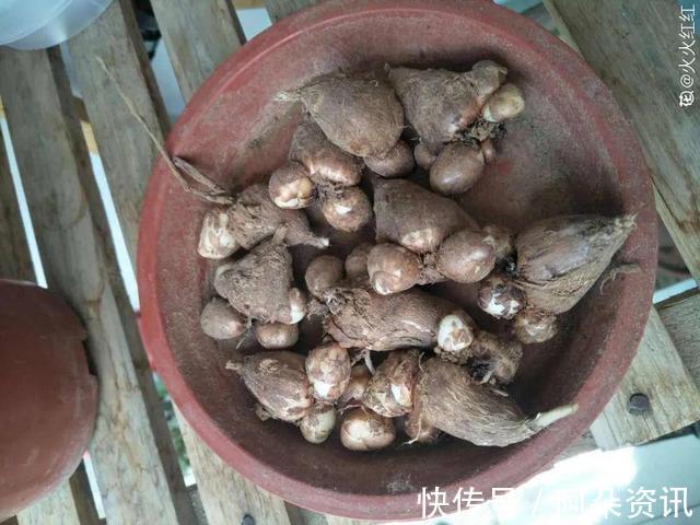 9种花，天热会“假死”，千万别丢了，秋天就苏醒