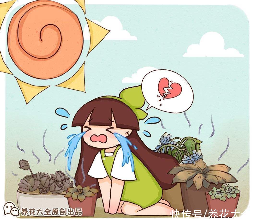 不耐晒的多肉，看看你家的有没有上榜，赶紧从太阳底下收起来