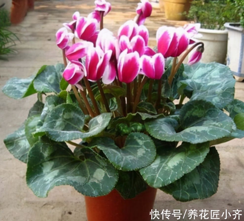 捡漏|秋季适合去花市“捡漏”，碰到4种花，用点小方法，很快就爆盆