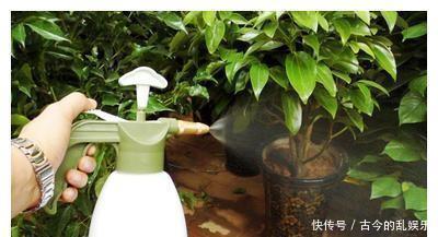 浇花时往水里加点它，叶子疯长绿油油不到一周就爆盆