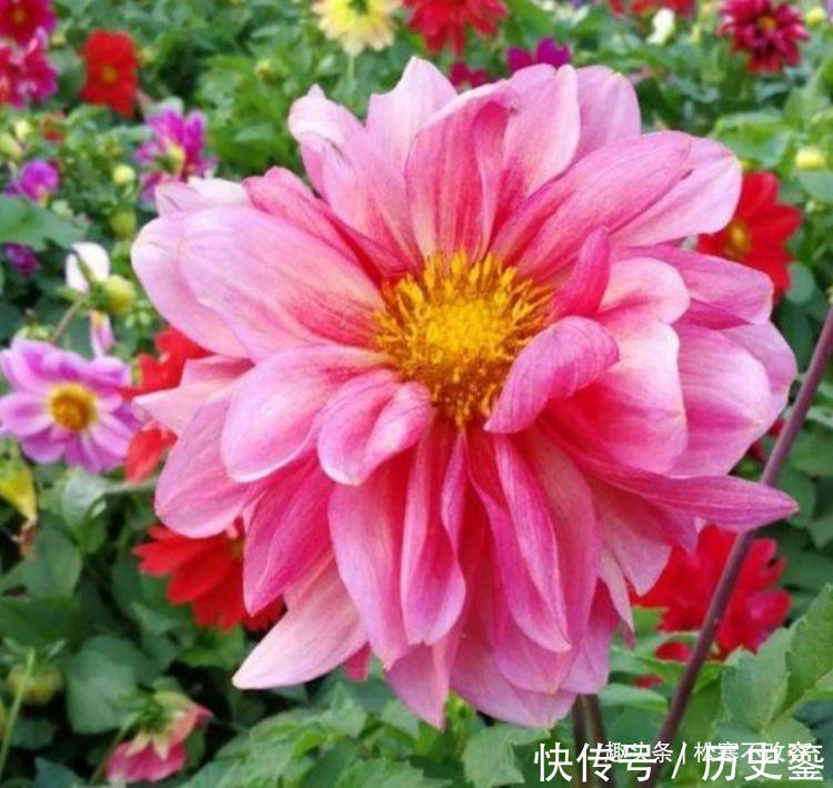 几种花全年都开花,养在阳台特合适,花朵多又艳,直接变成小花园