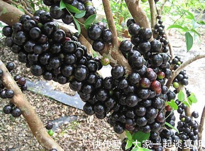 皱纹|女性过了40岁，可常吃此物，淡化皱纹，减淡色斑，肌肤显年轻