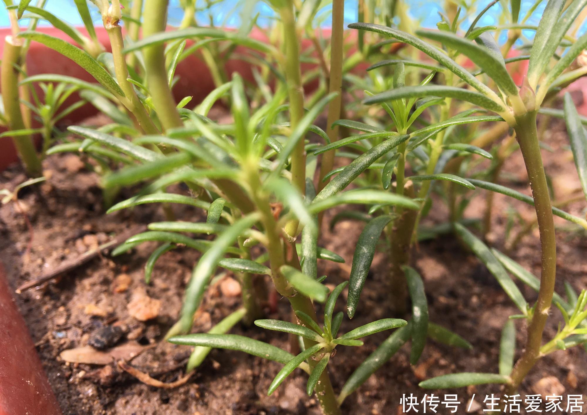 花儿|“重瓣太阳花”过冬,用一“方法”,来年又开花,五颜六色