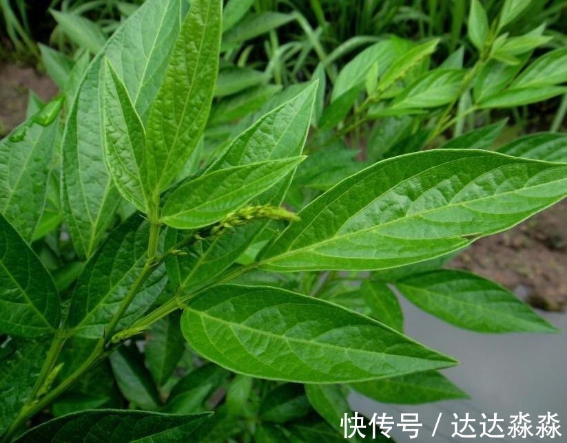 卡波姆|风湿关节痛：大葱红糖法，胜过去药店买药！