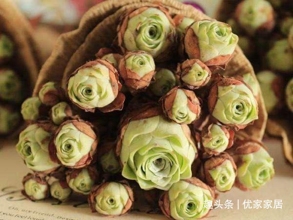 福娘|12款听名字就非常想喜欢的多肉,寓意好颜值高,放心养不后悔