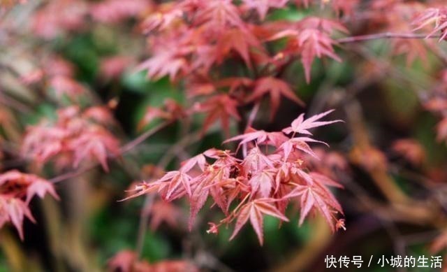 5种花扔外头,越下雨开得越好,超漂亮!5种花扔外头,越下雨开得越好,超漂亮!