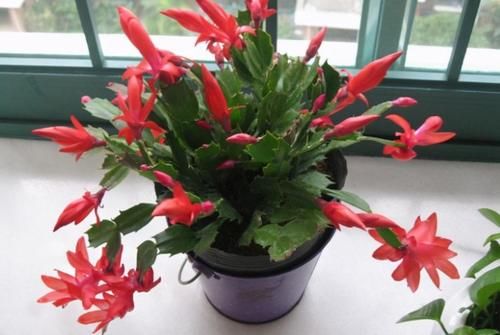 盆栽怎么养护才好？老花匠：记住几个技巧就可以了！