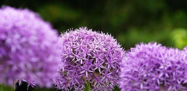 葱头|宠辱之间——争与不争