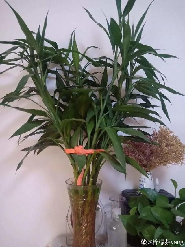 1粒小药片,碾碎丢水里,花像吃了兴奋剂疯长