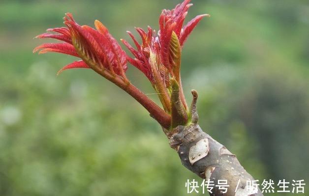 鱼腥草|66种野菜大图片，带你见识不同的野菜和吃法，你想要的野菜这里有
