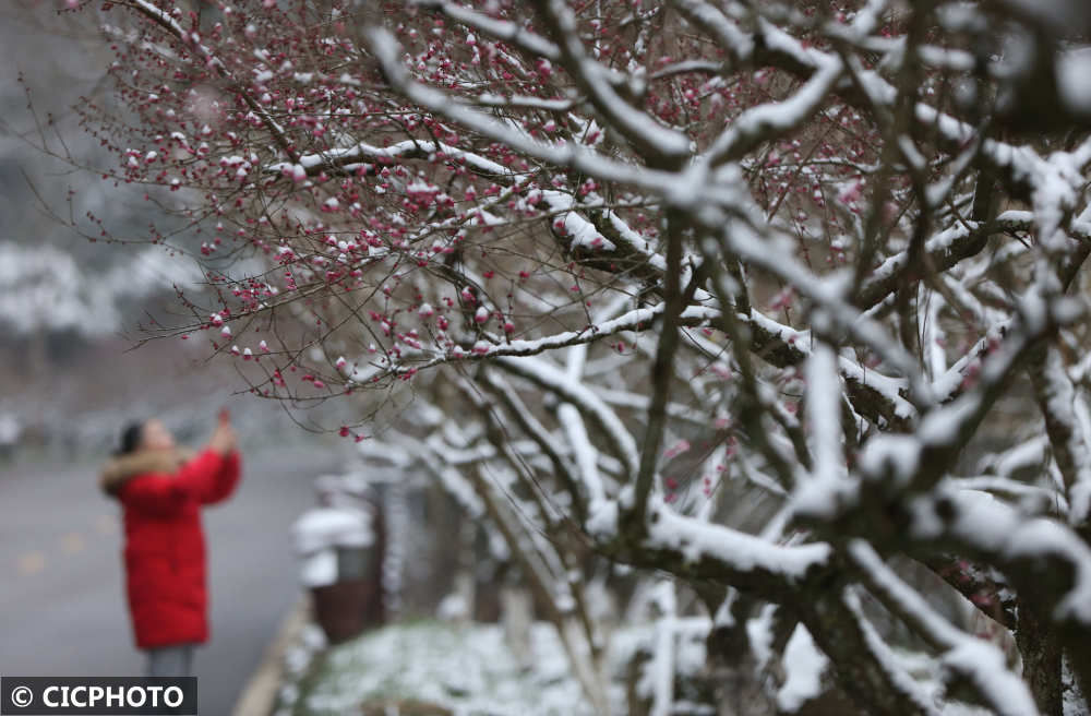 春色|腊雪寻梅觅春色