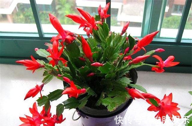 土壤|蟹爪兰花后养护很重要,仅仅修剪还不够,做好这4点,开花大又多