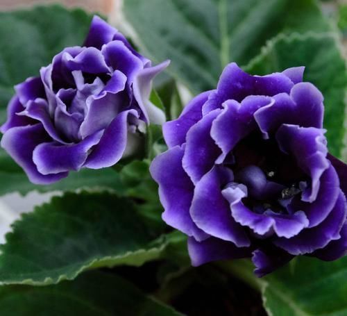 桃红色|香气逼人的4种花,家里养一盆,一年四季开花不断