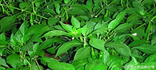 南方人|农村最常见的菜，南方人吃叶不吃果，做腌菜味道绝佳