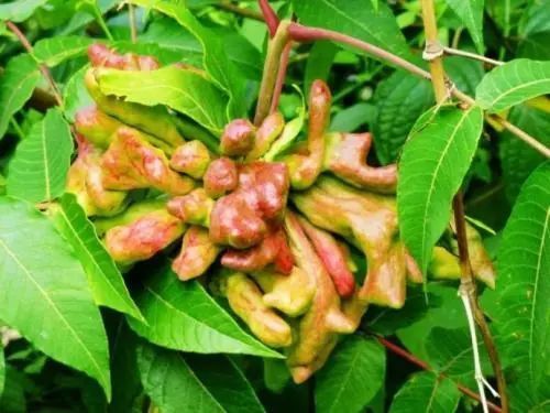 木槿花|老中医盘点8味民间草药,8种顶级妙用,治自汗、盗汗有奇效!