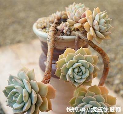 “混血”多肉美极了,皮实颜值高,养护更简单,养几棵真过瘾