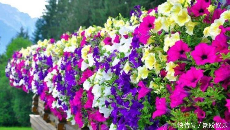 3种花常年开花易爆盆，被称为花卉界的劳模，一开就是300多天