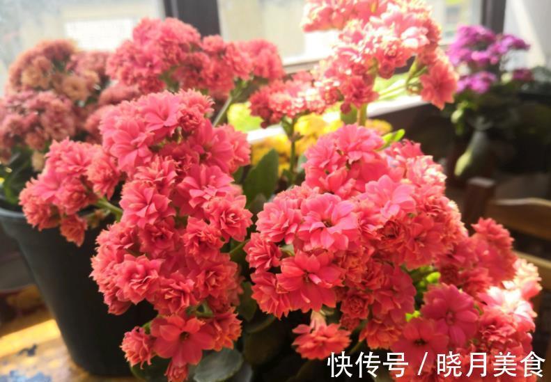 新手须知:秋冬养长寿花,5个要点要谨记,做好了才能早开花