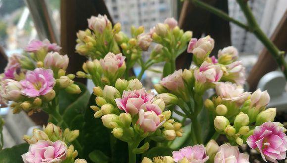 长寿花|入冬以后,君子兰、长寿花来点催花剂,花开多1倍,别忽视