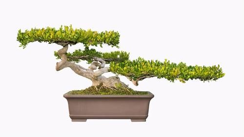 养好黄杨下山桩，重点是做好假植促根阶段的工作，才能提高成活率