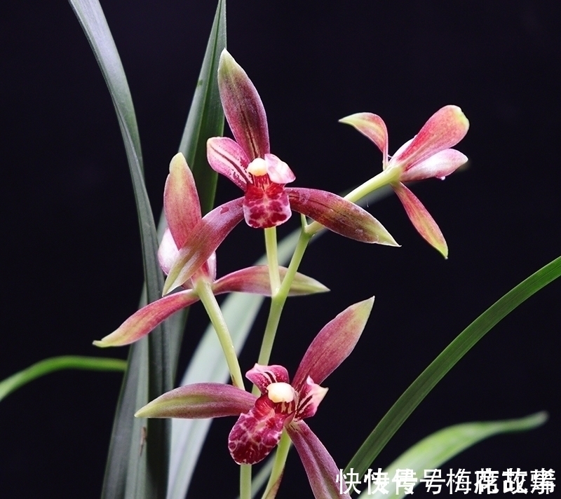 花香|国魂兰花被誉为“四大天后”之一,开花比鸡血还红,花香迷人