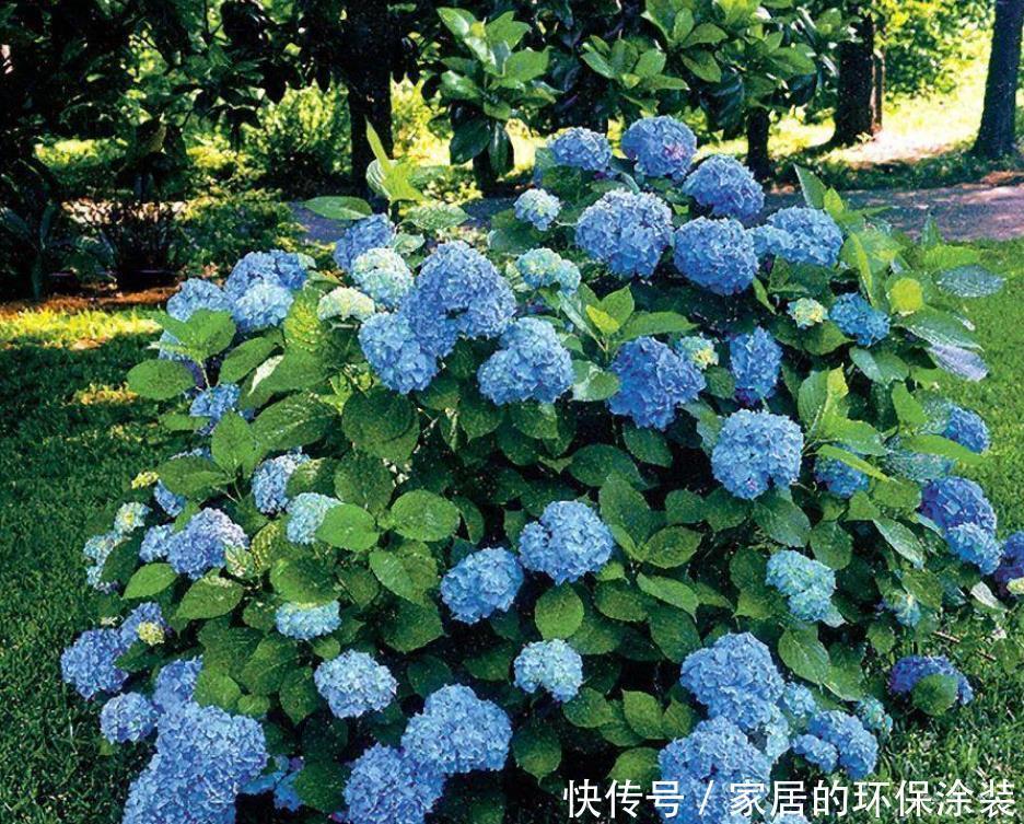 土壤|为什么自己养的绣球花不能开花,看看你有没做对此几点