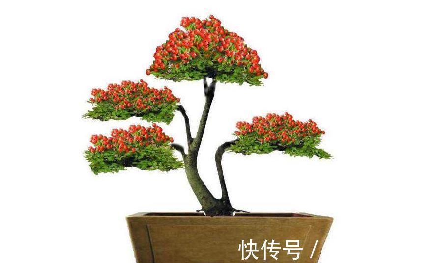 火棘盆景枯叶,掉叶不要急,做好此几点,简单实用