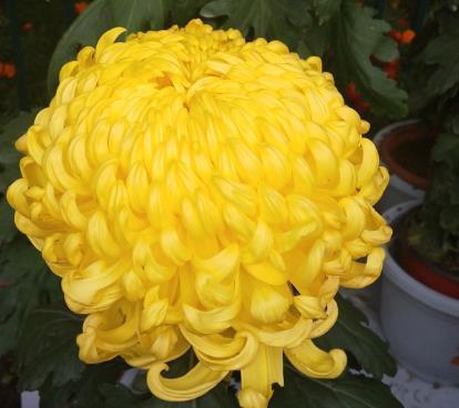 5种花都说不吉利,我却养了一大盆,每年开花都美翻了