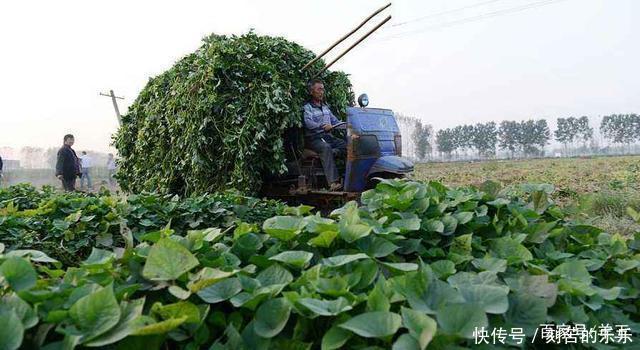 地瓜秧|此种野菜,很多人只在意它的根,殊不知它的叶子更美味,到底是啥