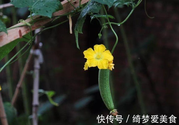 本草纲目|单方气死名医！一把丝瓜根儿，治好陈年腰痛，农村土招值得研究