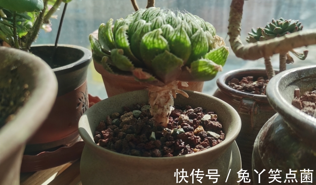 红宝石|这3种多肉养护的花友不少，能养成直立桩的却不多，真是太美了