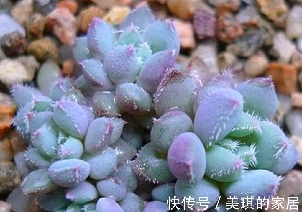 如果把多肉分成5大色系，各大色系优秀品种，会让肉友们爱不释手