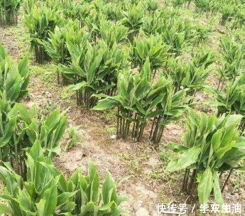 农村|农村这种草,被称为“小人参”,浑身是宝却常被人当野草!