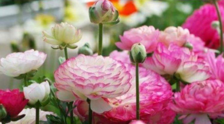 4种花很好养,耐热耐晒更耐旱,散发香气满屋飘香