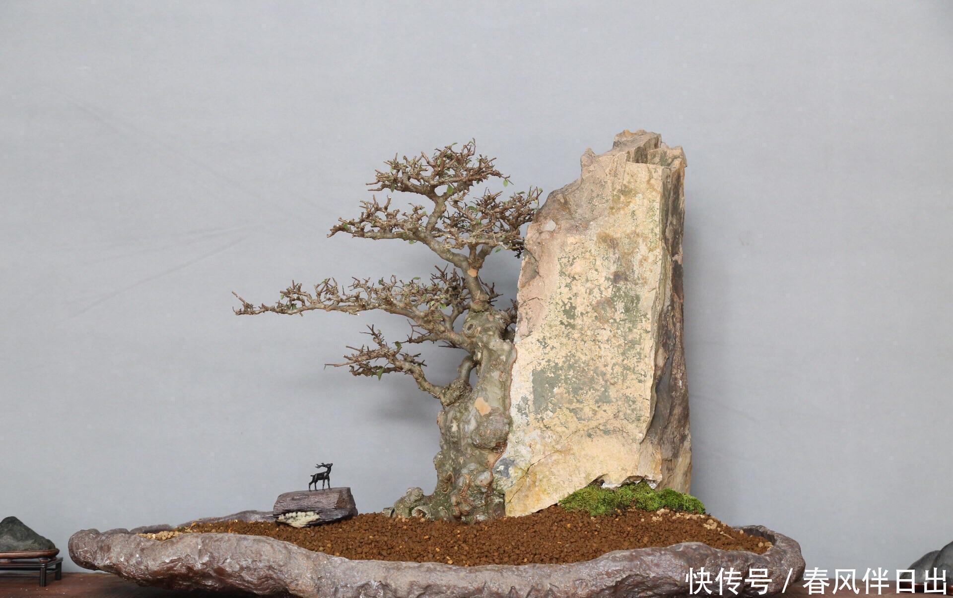 盆景养护的误区,每个误区都会产生什么坏处?