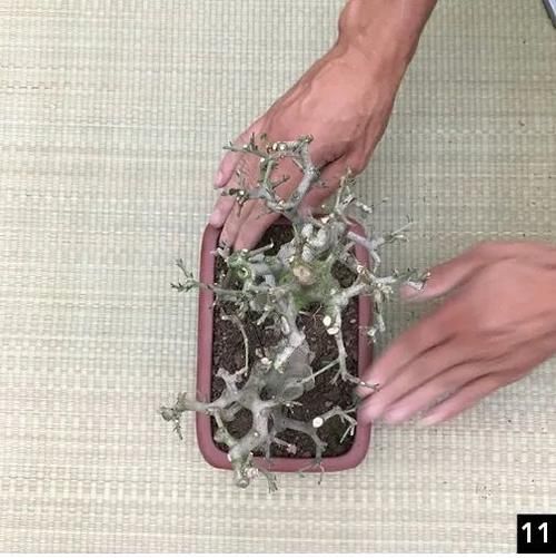 双干式盆景不一定要连体，两株对节白蜡即能成双杆，要不试试？