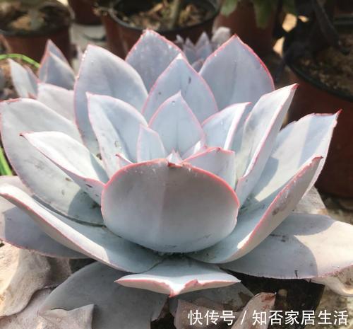 3种多肉,遇水易疯长,个头比脸大,盆都装不下!