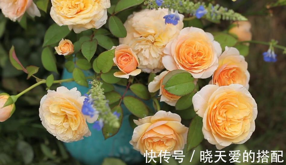 盘点十款经典月季花，每一款都是颜值搭档，总有一款深得你心