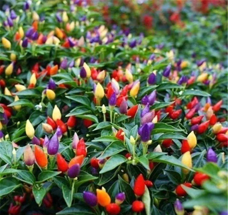 阳台养这10种菜,长得快、结果多,全家都够吃!