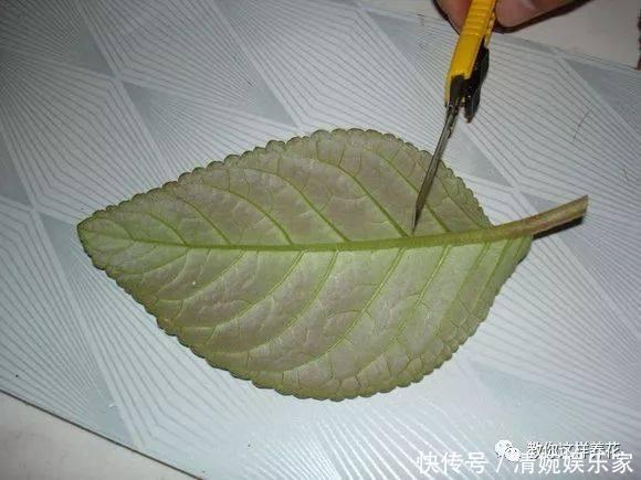 叶片|1种花超耐阴,一点散光就爆盆,花一开就是200多天!