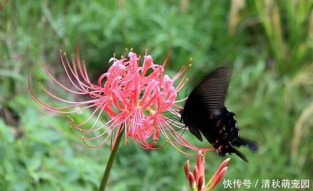 狗牙花|被名字耽误一生的6种花,土里土气,开花却“气度非凡”靓丽入眼