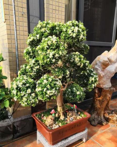 大气上档次|适合客厅的5种大型植物,养一盆大气上档次,空气清新颜值高