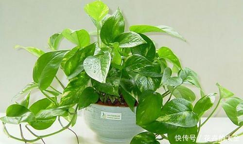 养花|人养花,花也养人,5种漂亮花,健康长寿又省心,是盆栽佳品!