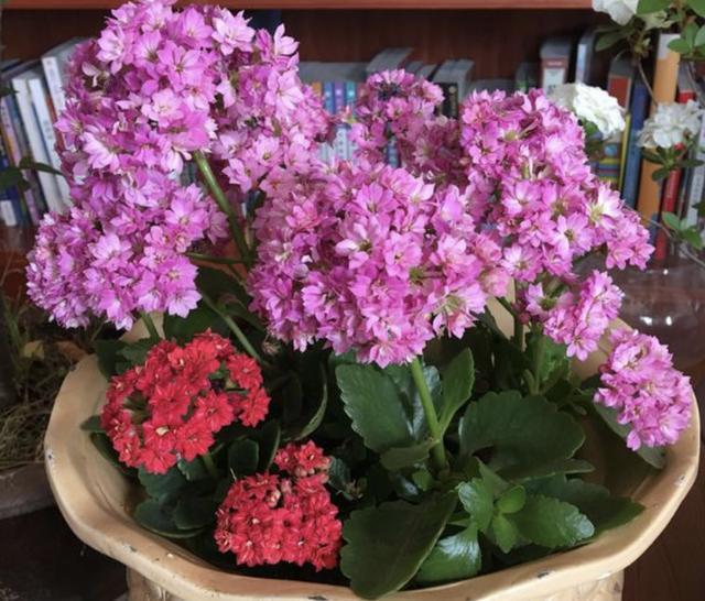 夏天盆栽“长寿花”，把4个“小细节”做好，天冷后冒花苞，美